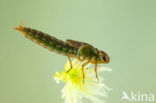 Subarctic Darner (Aeshna subarctica)