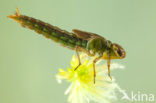Subarctic Darner (Aeshna subarctica)