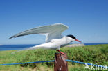 Arctic Tern (Sterna paradisaea)