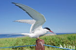 Arctic Tern (Sterna paradisaea)