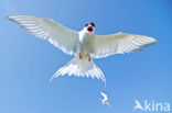 Arctic Tern (Sterna paradisaea)