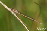 Siberian winter Damselfly (Sympecma paedisca)