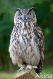 Oehoe (Bubo bubo)