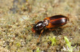 Anthracus consputus