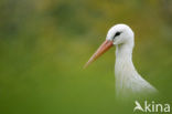 Ooievaar (Ciconia ciconia)