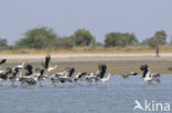 Ooievaar (Ciconia ciconia)