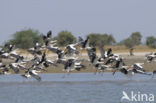 Ooievaar (Ciconia ciconia)
