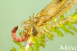 Paardenbijter (Aeshna mixta)