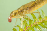 Migrant Hawker (Aeshna mixta)