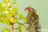 Migrant Hawker (Aeshna mixta)