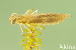 Migrant Hawker (Aeshna mixta)