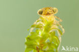 Paardenbijter (Aeshna mixta)