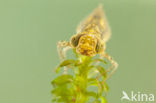 Paardenbijter (Aeshna mixta)