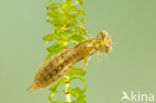Migrant Hawker (Aeshna mixta)