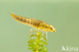 Migrant Hawker (Aeshna mixta)