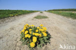 Paardenbloem (Taraxacum vulgare)