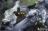 Pantoffelplant (Calceolaria biflora)