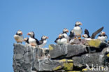 Atlantic Puffin (Fratercula arctica)