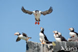 Atlantic Puffin (Fratercula arctica)