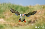 Atlantic Puffin (Fratercula arctica)