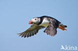 Atlantic Puffin (Fratercula arctica)