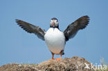Atlantic Puffin (Fratercula arctica)
