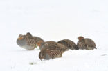 Grey Partridge (Perdix perdix)