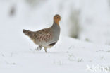 Grey Partridge (Perdix perdix)