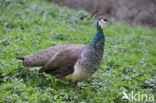 Pauw (Pavo cristatus)