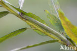 Peper-en-zoutvlinder