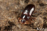 Piepschuimkever (Alphitobius diaperinus)