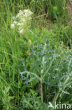 Hoary Cress (Lepidium draba)