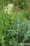 Pijlkruidkers (Lepidium draba)