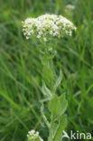 Hoary Cress (Lepidium draba)