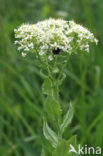 Hoary Cress (Lepidium draba)