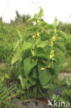 Birthwort (Aristolochia clematitis)