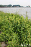 Birthwort (Aristolochia clematitis)