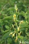 Pijpbloem (Aristolochia clematitis)