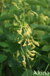 Birthwort (Aristolochia clematitis)