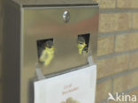 Blue Tit (Parus caeruleus)