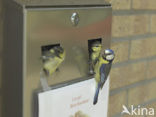 Blue Tit (Parus caeruleus)