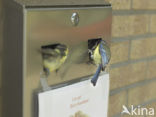 Pimpelmees (Parus caeruleus)