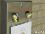 Blue Tit (Parus caeruleus)