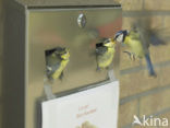 Blue Tit (Parus caeruleus)