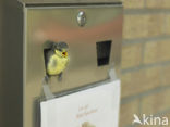 Blue Tit (Parus caeruleus)