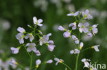 Pinksterbloem (Cardamine pratensis)