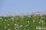 Pinksterbloem (Cardamine pratensis)