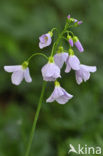 Pinksterbloem (Cardamine pratensis)