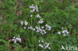 Pinksterbloem (Cardamine pratensis)