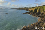 Pointe du Grouin